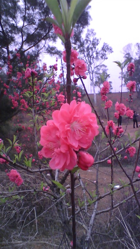 桃花1.jpg