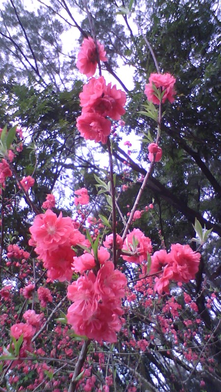 桃花3.jpg