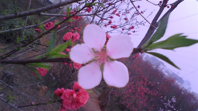 桃花5.jpg