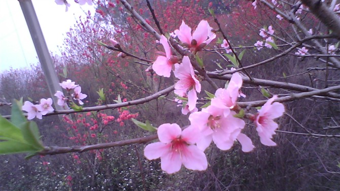 桃花6.jpg