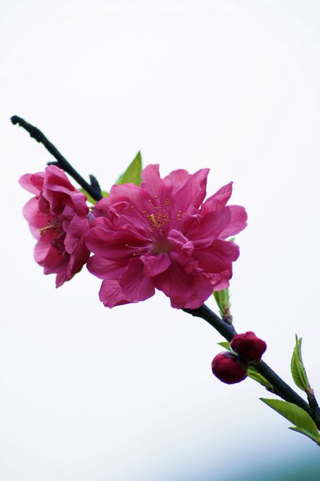 nEO_IMG__DSC5446.jpg