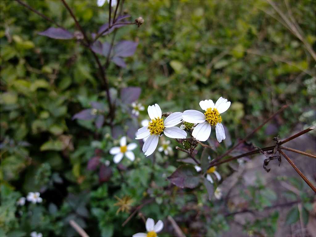 DSCF4134.JPG