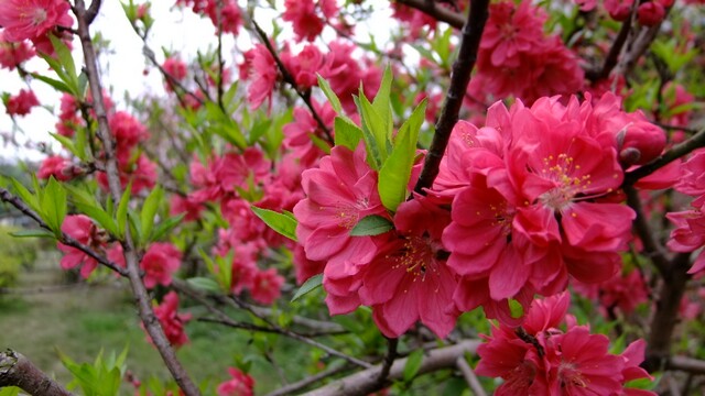 DSCF6270.jpg