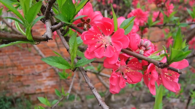 DSCF6290.jpg
