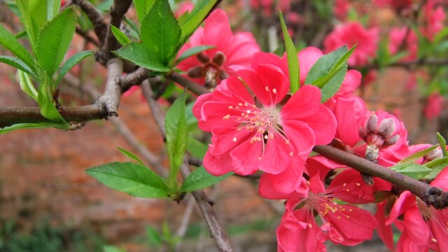 DSCF6288.jpg