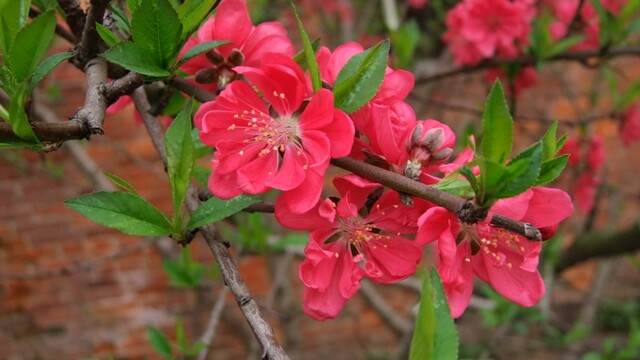 DSCF6286.jpg