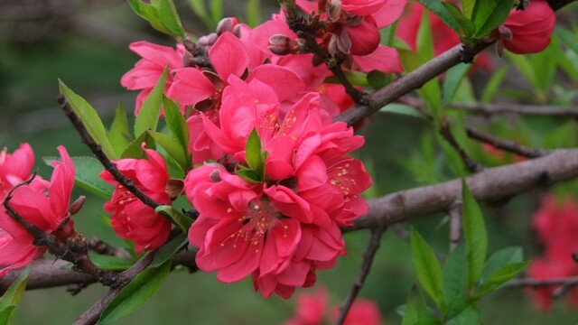 DSCF6273.jpg