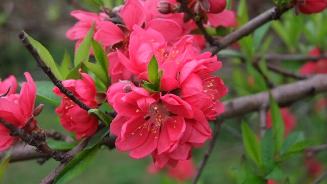 DSCF6272.jpg