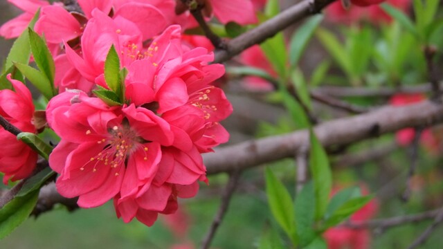 DSCF6276.jpg