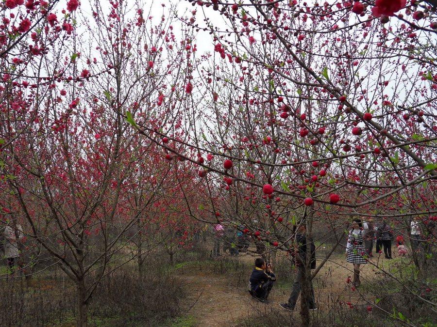 SDC10435.jpg