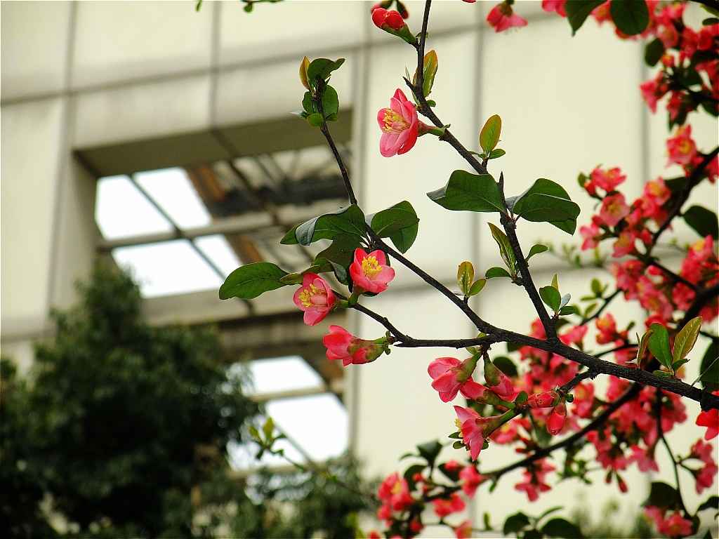 海棠花开1.jpg