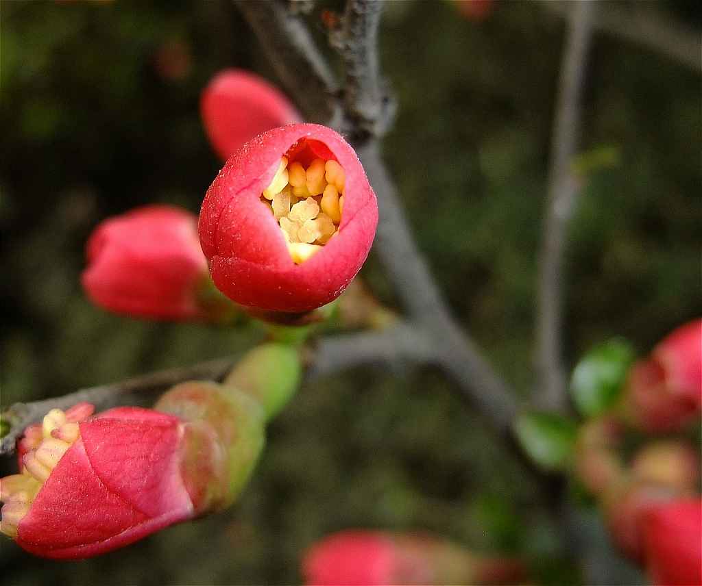 海棠花开2.jpg