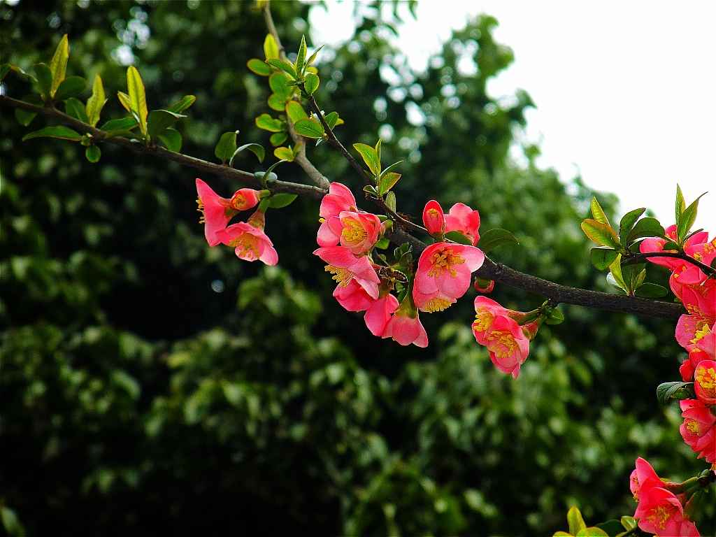 海棠花开5.jpg