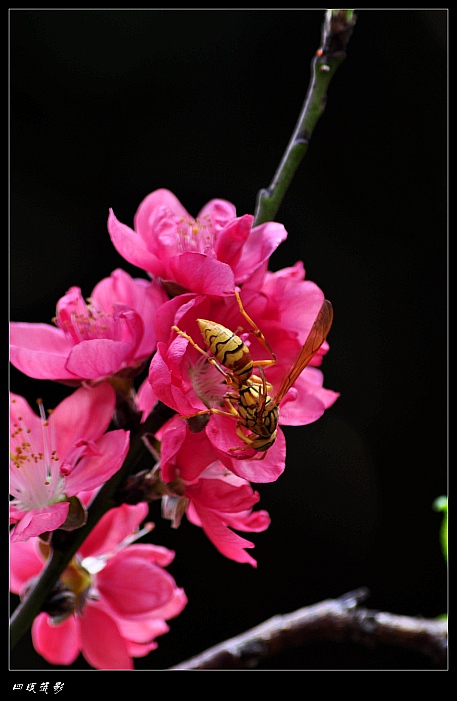 DSC_0843_conew2.jpg