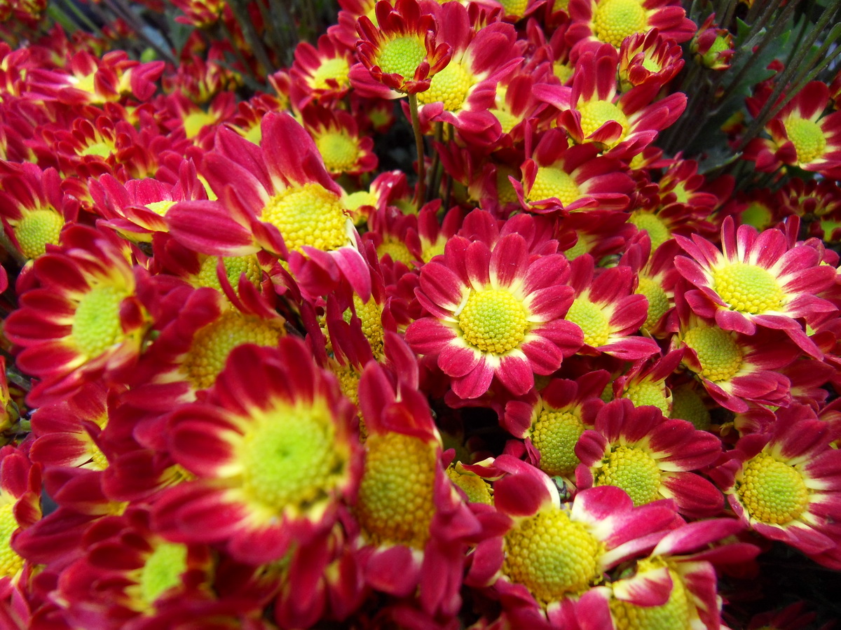 SDC10077.jpg