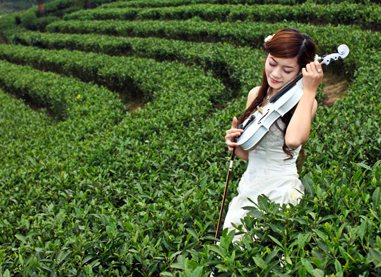 茶园协奏曲.jpg