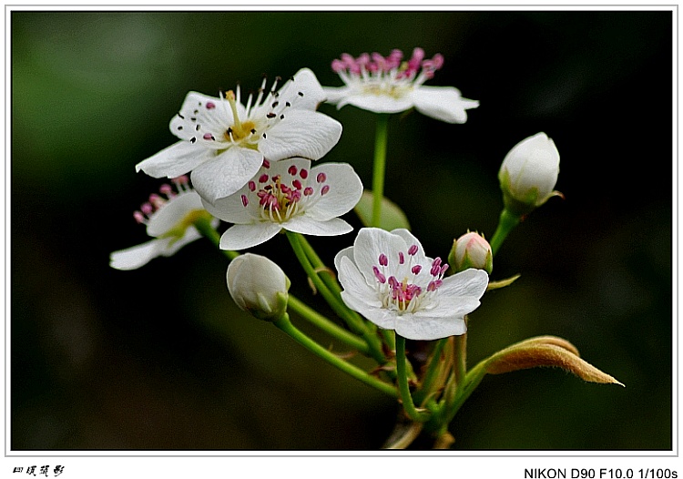 DSC_0088_conew2.jpg