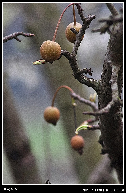 DSC_0106_conew2.jpg