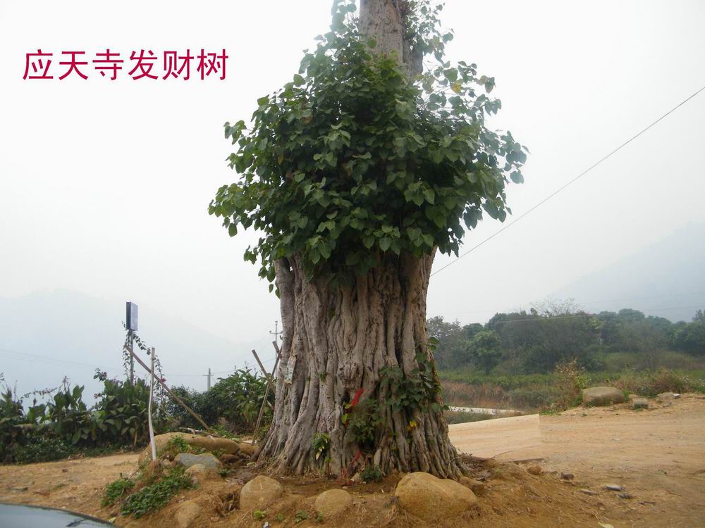 DSCF2974.jpg