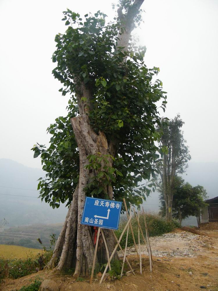 DSCF2975.jpg