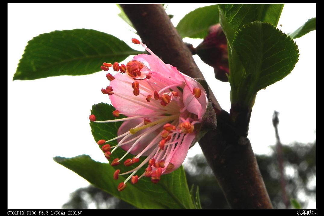DSCN2785.JPG