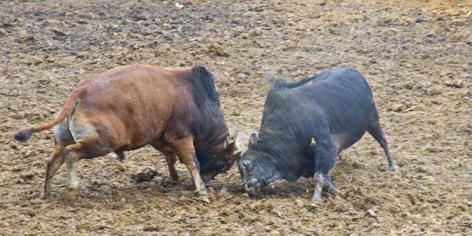 DSC_0204x6.jpg