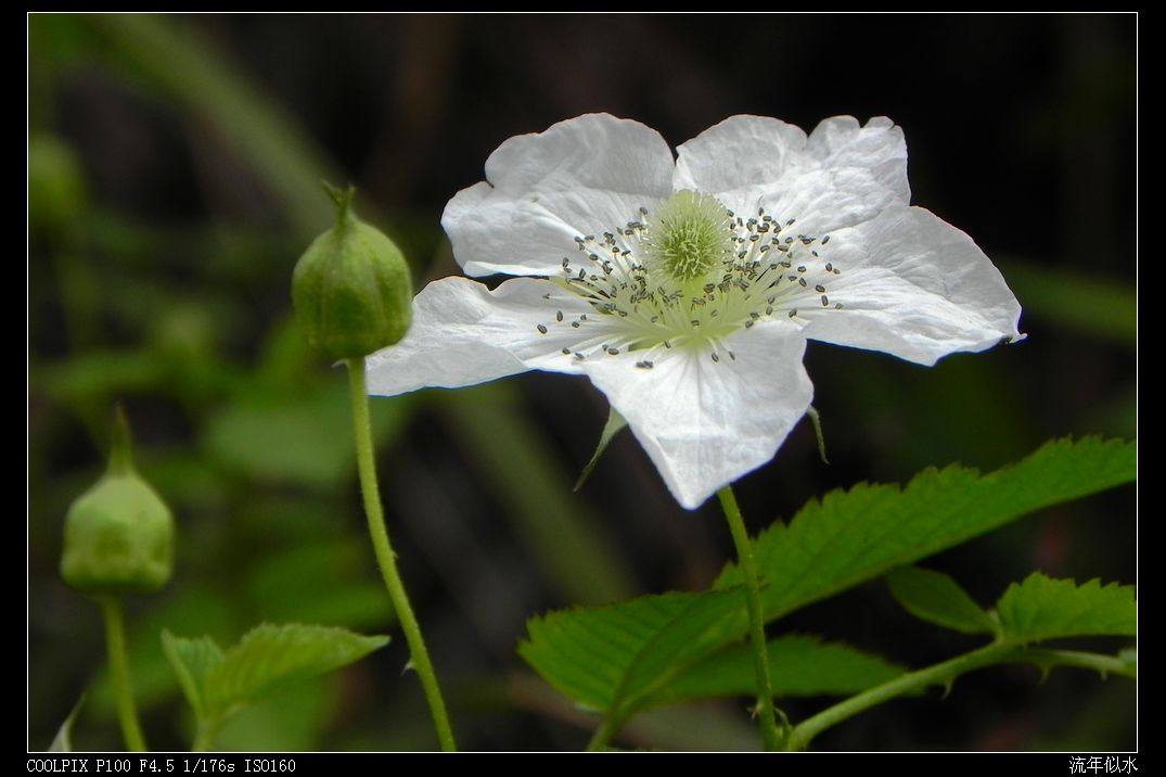 DSCN2971.JPG