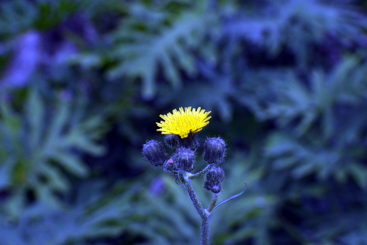 DSC_0031.jpg