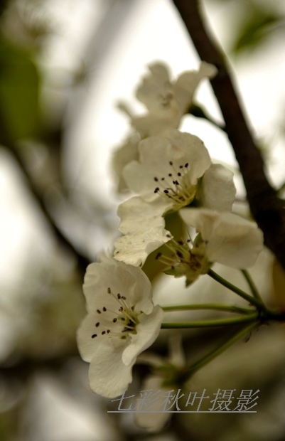 DSC_3511.jpg