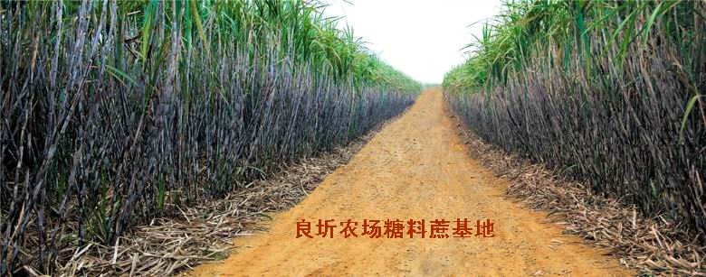2010121511572964074_副本.jpg