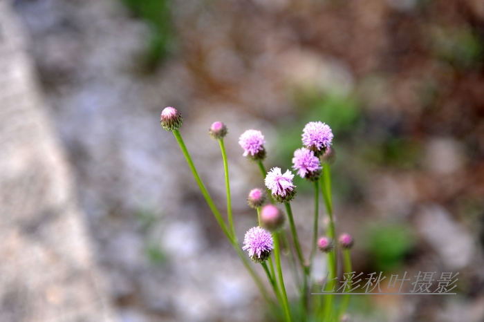 DSC_3560.jpg