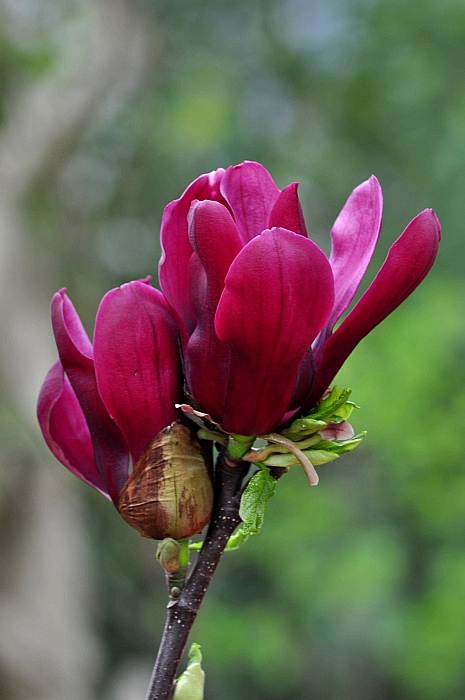 DSC_0269_conew1.jpg