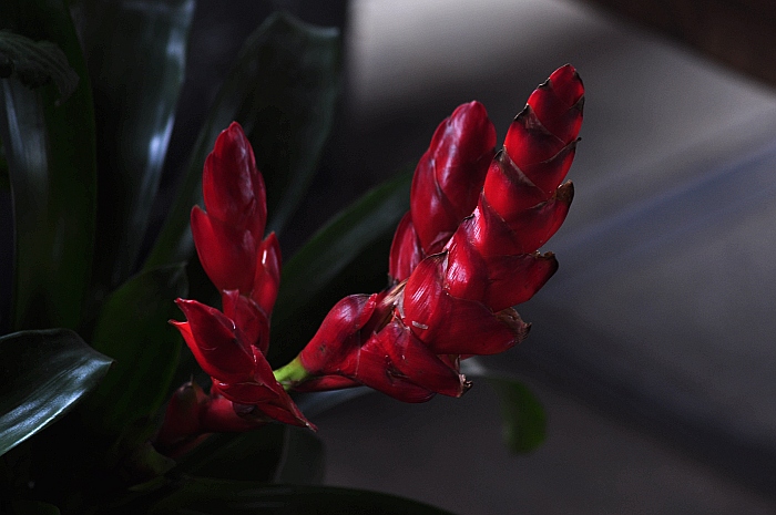 DSC_0295_conew1.jpg