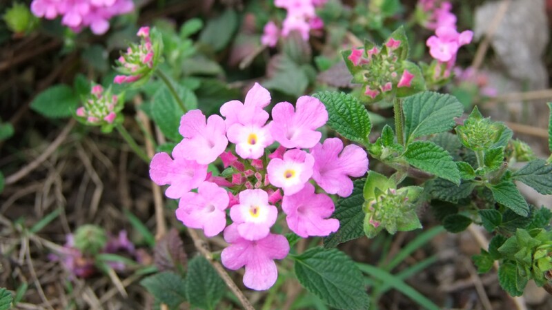 DSCF6439.jpg
