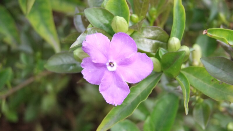 DSCF6426.jpg