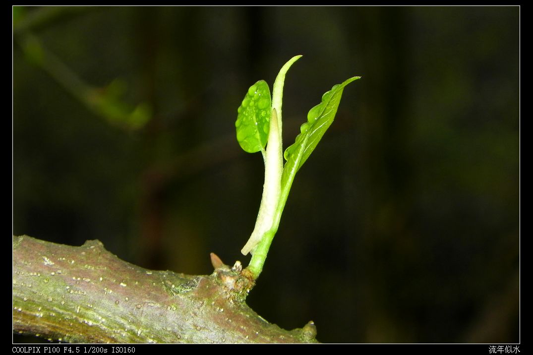 DSCN3084.JPG
