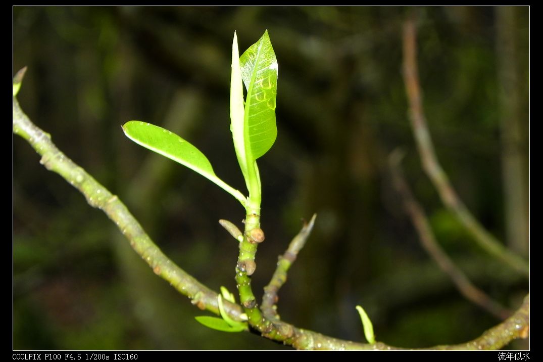 DSCN3086.JPG