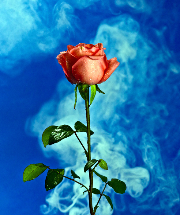 玫瑰花.jpg