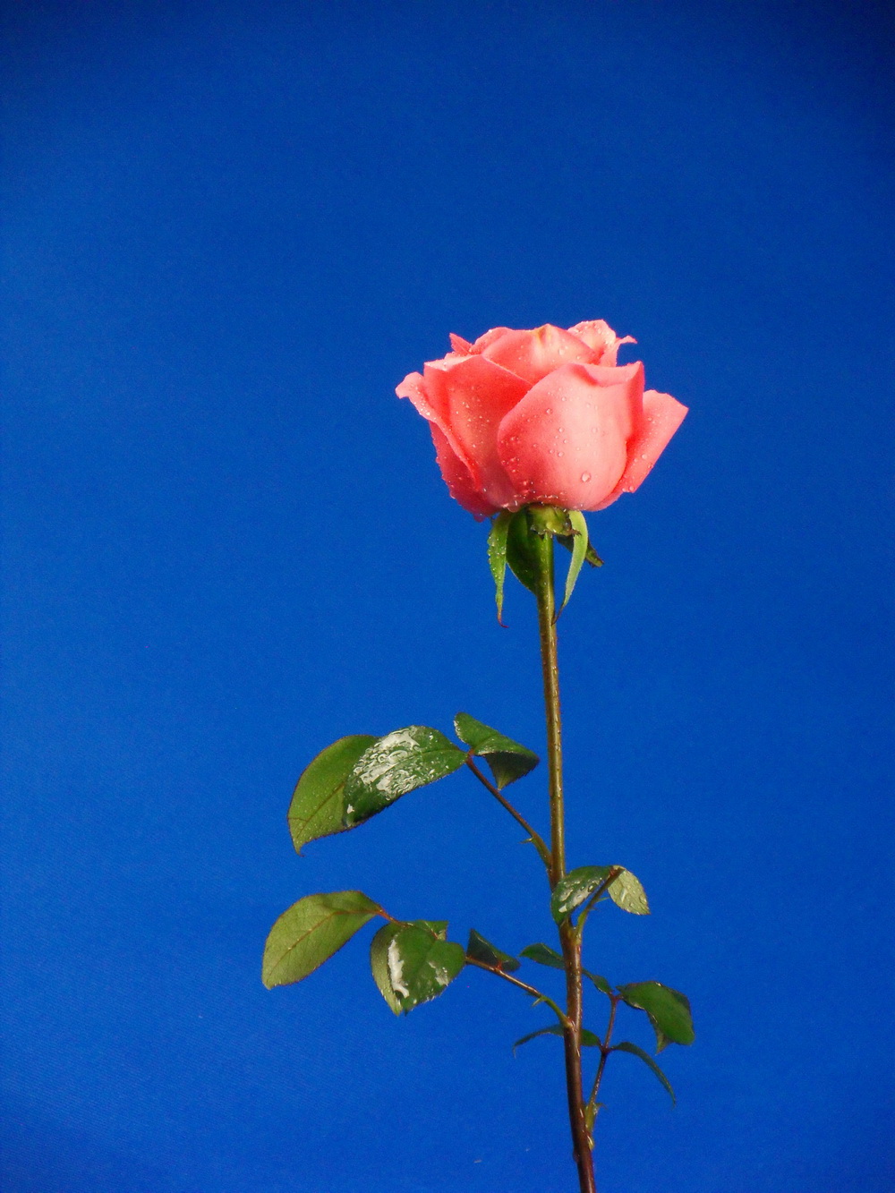 SDC101131.jpg