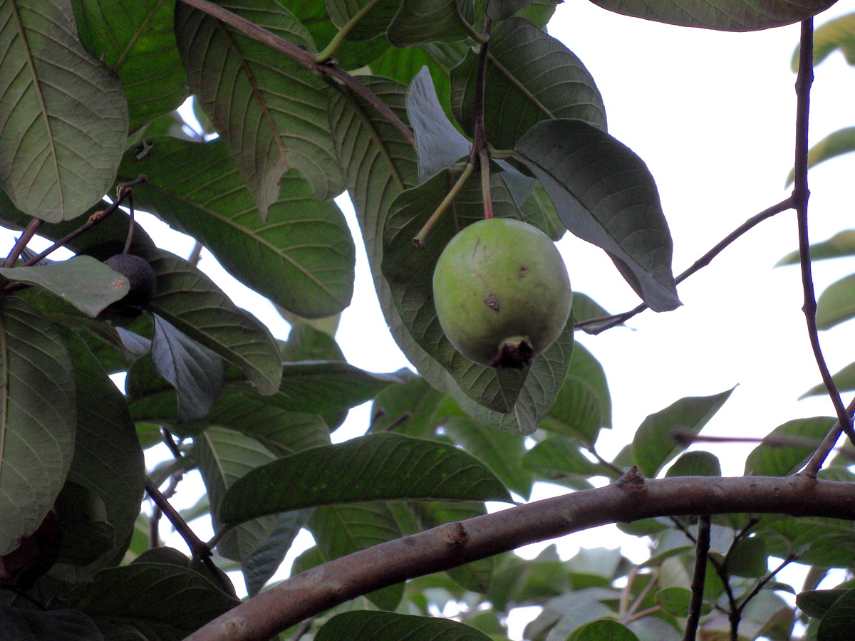 SDC10158.jpg