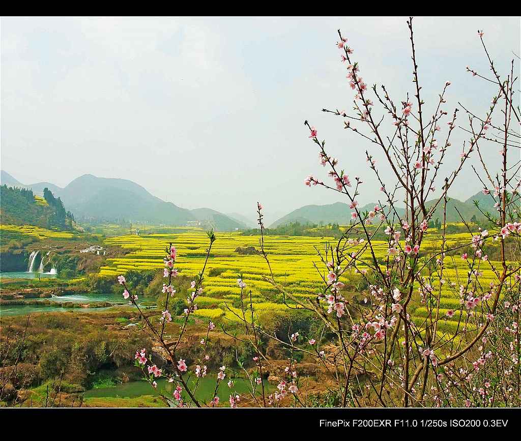 云南罗平油菜花2.jpg