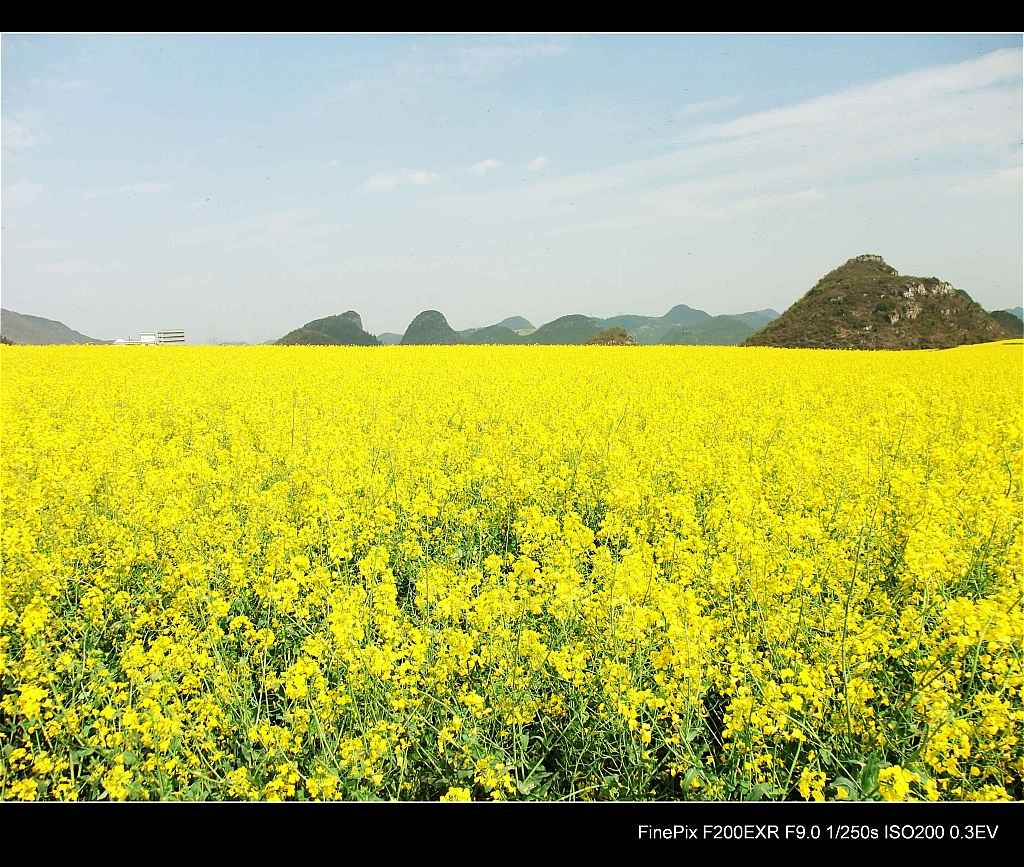 云南罗平油菜花5.jpg