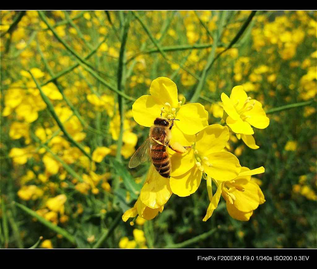 云南罗平油菜花7.jpg