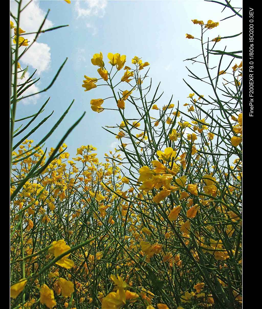 云南罗平油菜花9.jpg