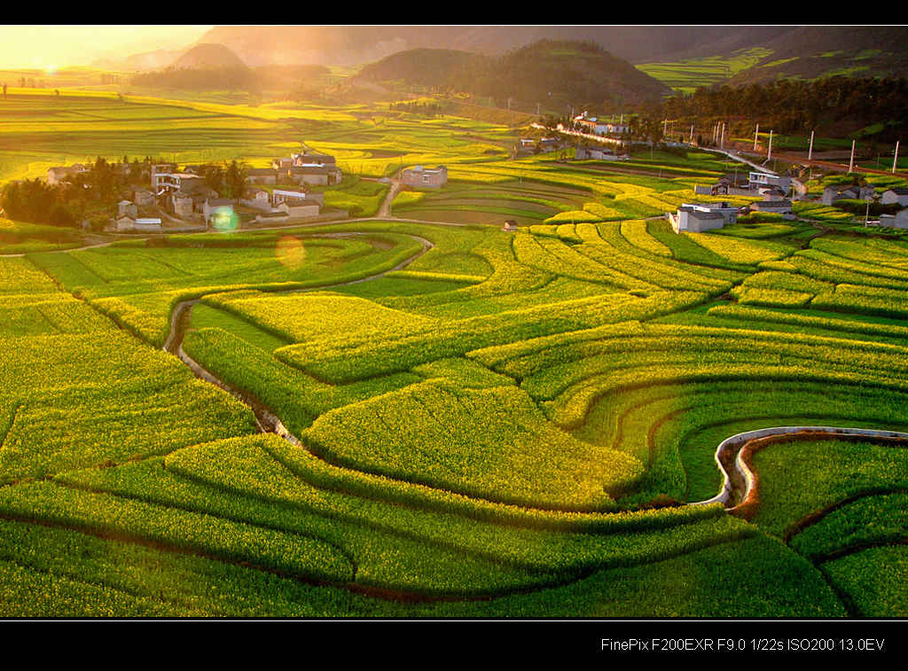 云南罗平油菜花10.jpg
