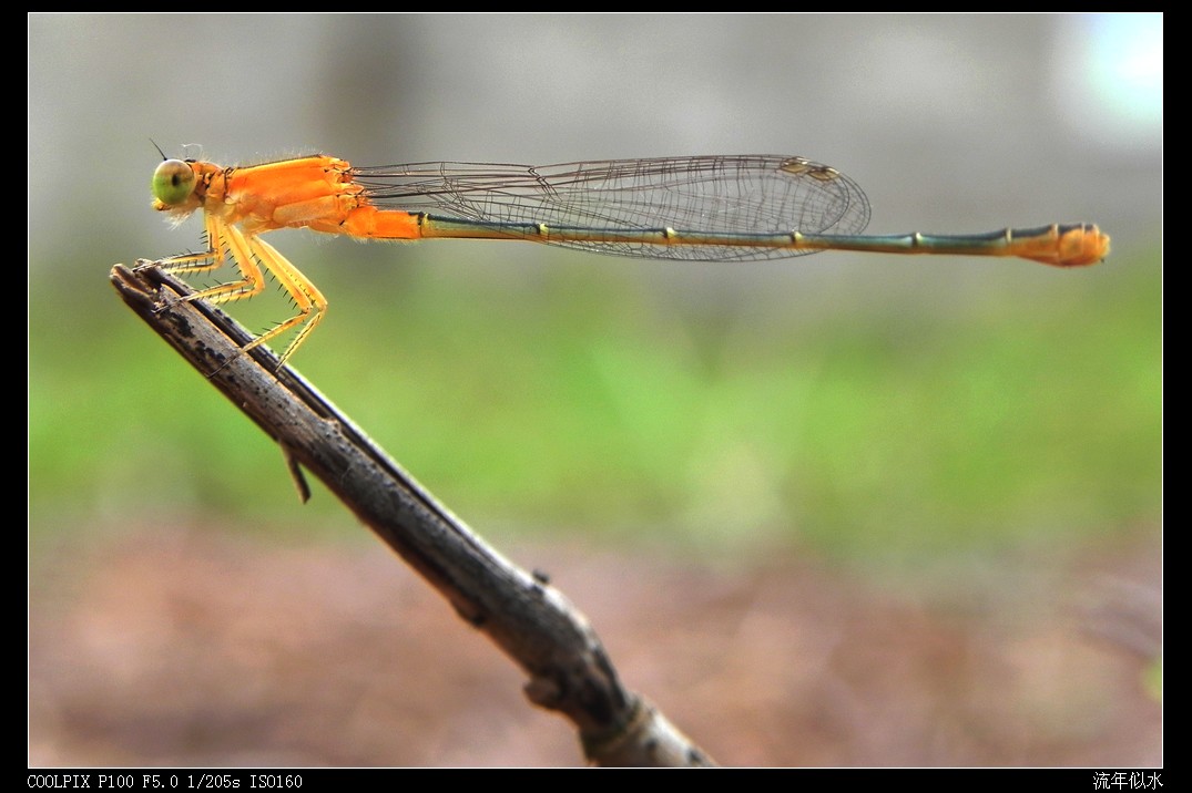 DSCN4290.JPG