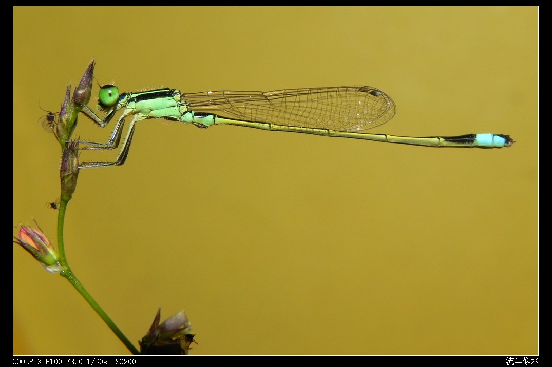 DSCN6887.JPG