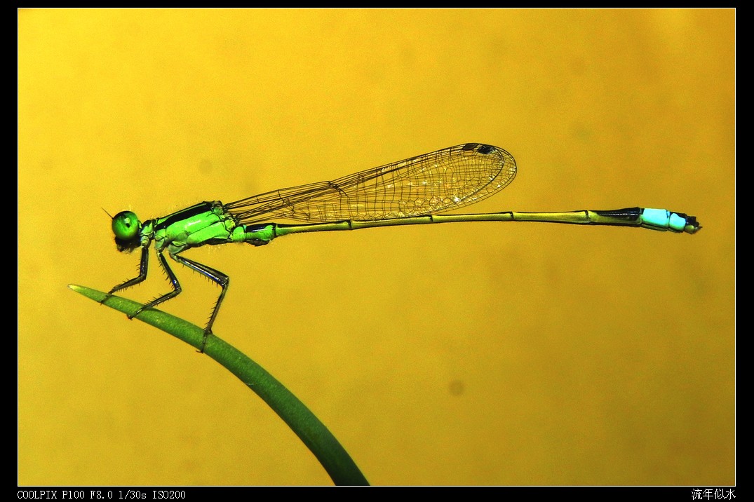 DSCN7136.JPG