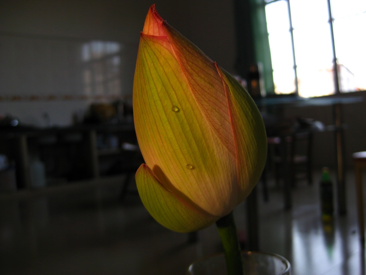 IMG_2570.JPG