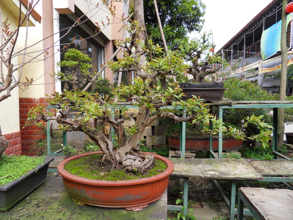 SDC10218.jpg